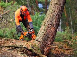 Best Tree Removal  in Punta Rassa, FL