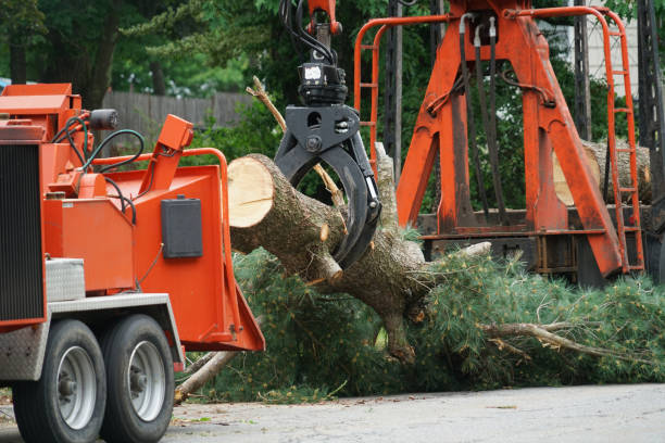 Tree and Shrub Care in Punta Rassa, FL